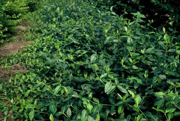 Kriechspindel ‚Dart's Blanket' – Euonymus fortunei – Ansicht 6