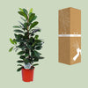 Ficus cyathistipula – Ansicht 3
