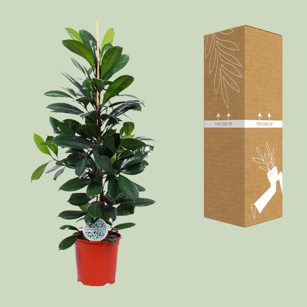 Ficus cyathistipula – Ansicht 3