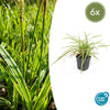 Japan-Segge ‚Aureovariegata' – Carex morrowii – 6 Stück