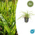 Japan-Segge ‚Aureovariegata' – Carex morrowii – 6 Stück