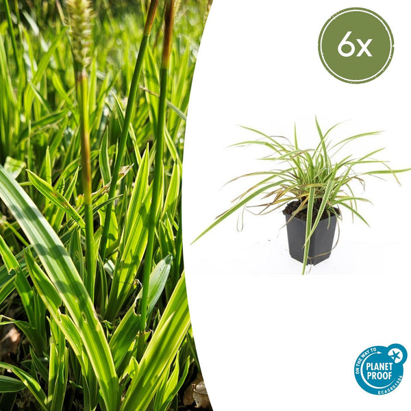 Japan-Segge ‚Aureovariegata' – Carex morrowii – 6 Stück