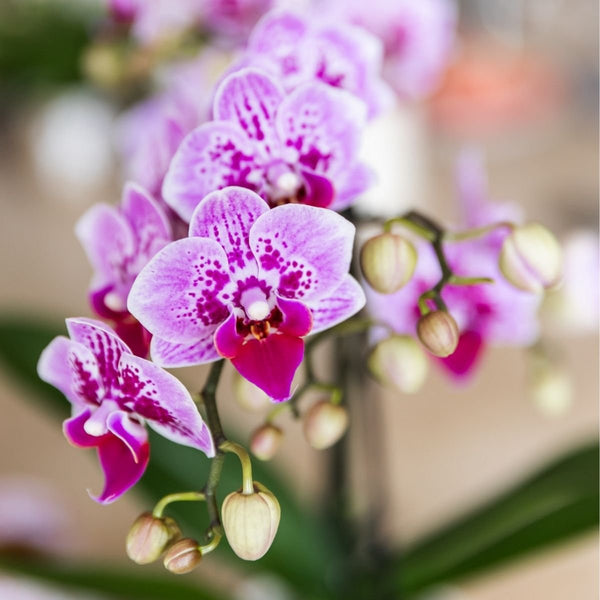 Schmetterlingsorchidee ‚Diamond El Salvador' – Phalaenopsis – Ansicht 3