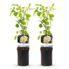 Kletterrose ‚White Climber' – Rosa – Ansicht 2