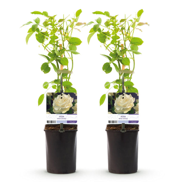 Kletterrose ‚White Climber' – Rosa – Ansicht 2