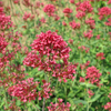 Rote Spornblume ‚Coccineus' – Centranthus ruber – Ansicht 7