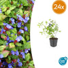 Hornnarbe – Ceratostigma plumbaginoides