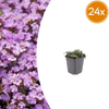 Frühblühender Thymian ‚Purple Beauty' – Thymus praecox