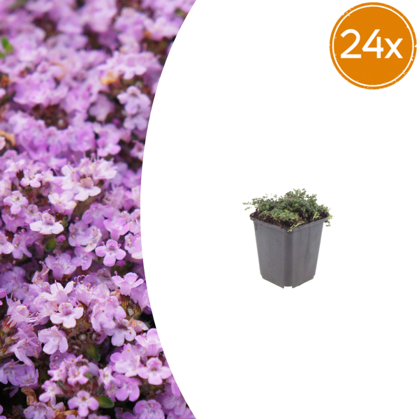 Frühblühender Thymian ‚Purple Beauty' – Thymus praecox
