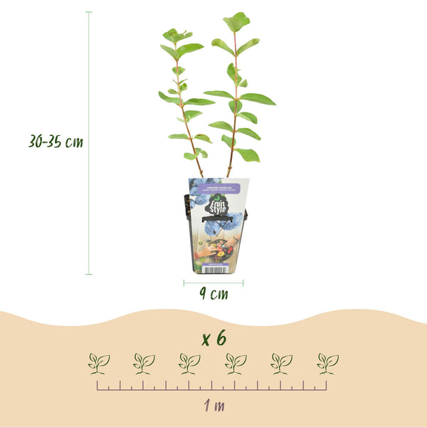 Maibeere – Lonicera caerulea var. kamtschatica – Ansicht 3