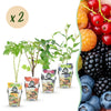 Obst-Set „Regenbogen" – Rote Johannisbeere, Gelbe Himbeere, Schwarze Brombeere, Heidelbeere