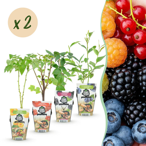 Obst-Set „Regenbogen" – Rote Johannisbeere, Gelbe Himbeere, Schwarze Brombeere, Heidelbeere