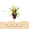 Japan-Segge ‚Everillo' – Carex oshimensis – Ansicht 3
