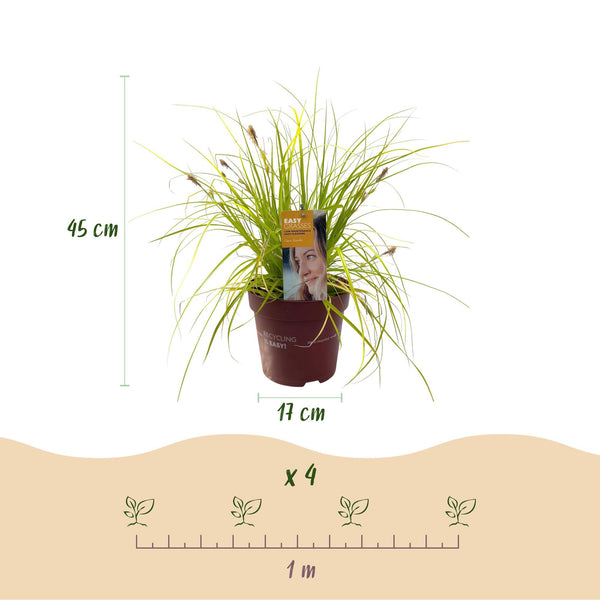 Japan-Segge ‚Everillo' – Carex oshimensis – Ansicht 3