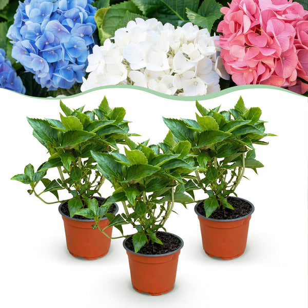 Hortensie ‚Tricolour' – Hydrangea macrophylla
