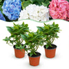 Hortensie ‚Tricolour' – Hydrangea macrophylla – Ø 12 cm · 20-30 cm