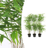 Schirmbambus – Fargesia rufa – Ø 13 cm · 25 cm, 6 Stück