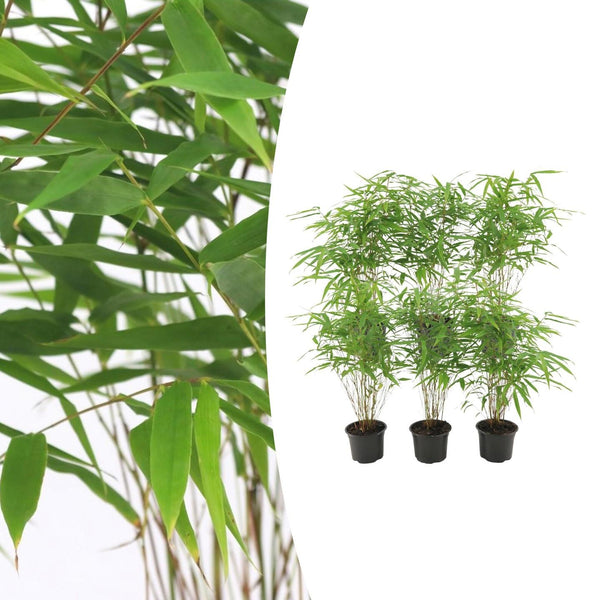 Schirmbambus – Fargesia rufa – Ø 13 cm · 25 cm, 6 Stück