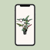 Ctenanthe setosa