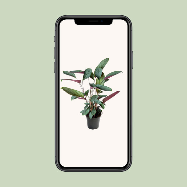 Ctenanthe setosa