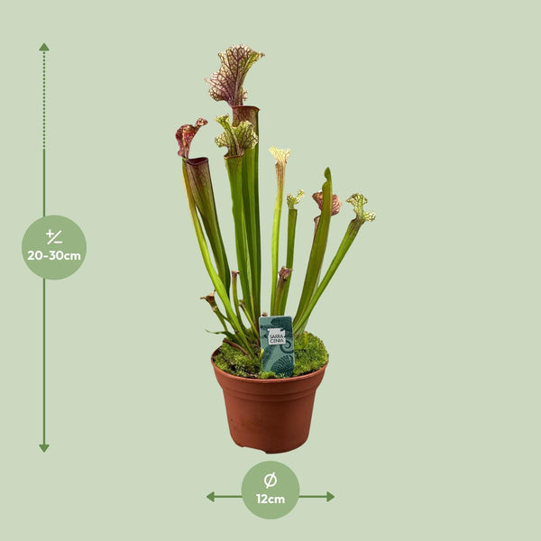 Schlauchpflanze ‚Judith Hindle' – Sarracenia – Ansicht 2