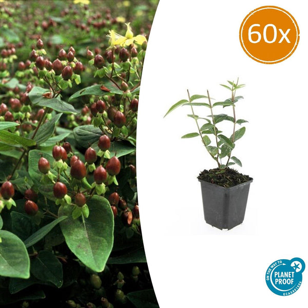 Johanniskraut – Hypericum inodorum
