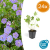 Storchschnabel ‚Rozanne' – Geranium