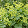 Frauenmantel – Alchemilla mollis – Ansicht 6