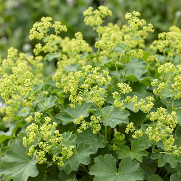 Frauenmantel – Alchemilla mollis – Ansicht 6