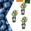 Heidelbeere – Vaccinium corymbosum – 3 Stück