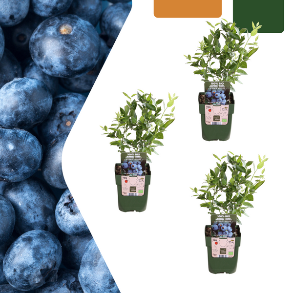Heidelbeere – Vaccinium corymbosum – 3 Stück