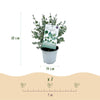 Eukalyptus – Eucalyptus gunnii – Ansicht 3