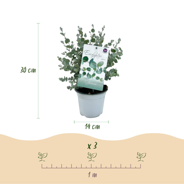 Eukalyptus – Eucalyptus gunnii – Ansicht 3
