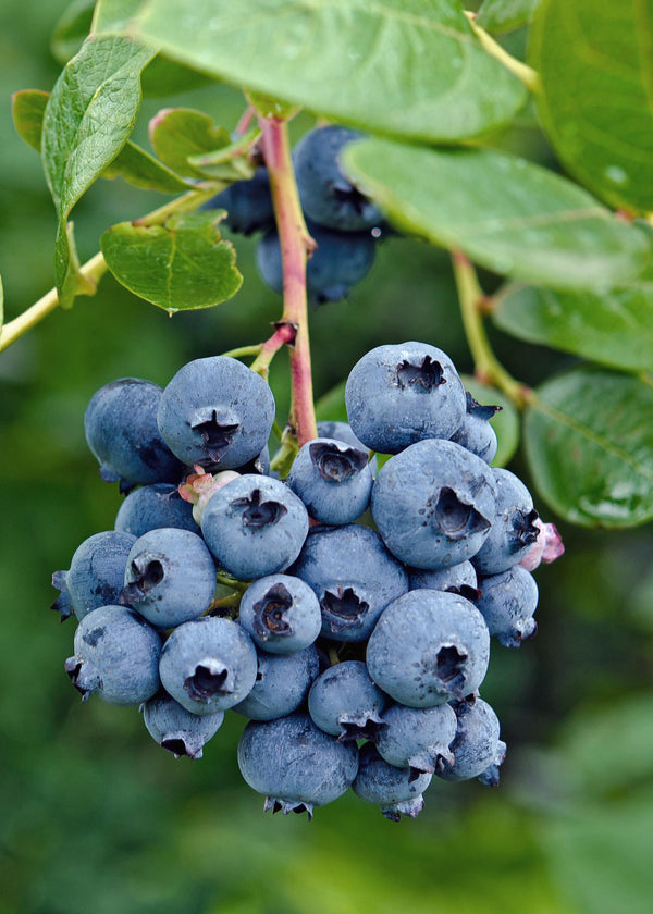 Heidelbeere ‚Reka' – Vaccinium corymbosum – Ansicht 2