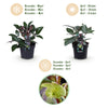 Lenzrose ‚Purple Marble' – Helleborus lividus – Ansicht 9