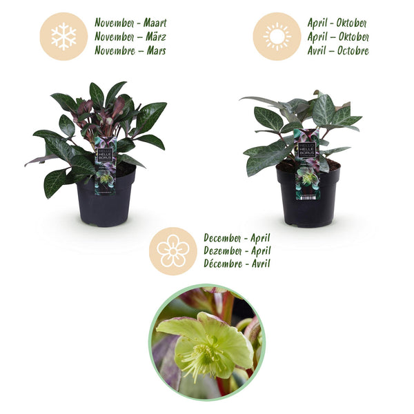 Lenzrose ‚Purple Marble' – Helleborus lividus – Ansicht 9