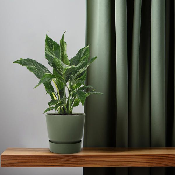 Einblatt ‚Diamond' – Spathiphyllum wallisii – Ansicht 6