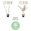 Japanischer Ahorn ‚Sumi-nagashi' – Acer palmatum – Ansicht 4