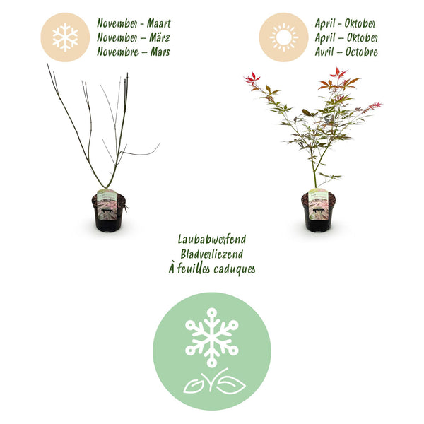 Japanischer Ahorn ‚Sumi-nagashi' – Acer palmatum – Ansicht 4