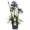 Schmucklilie ‚Poppin Purple' – Agapanthus – Ansicht 3