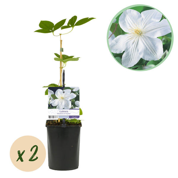 Waldrebe ‚Madame Le Coultre' – Clematis