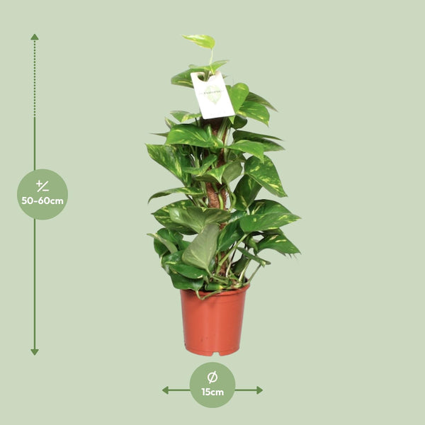 Efeutute – Epipremnum aureum – Ansicht 2