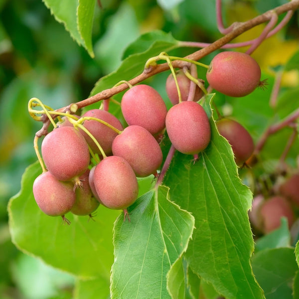 Mini-Kiwi ‚Weiki' – Actinidia arguta – Ansicht 5