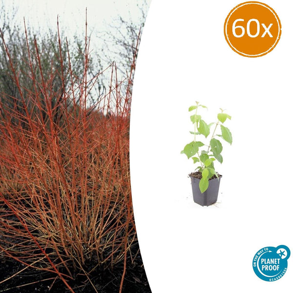 Roter Hartriegel ‚Midwinter Fire' – Cornus sanguinea