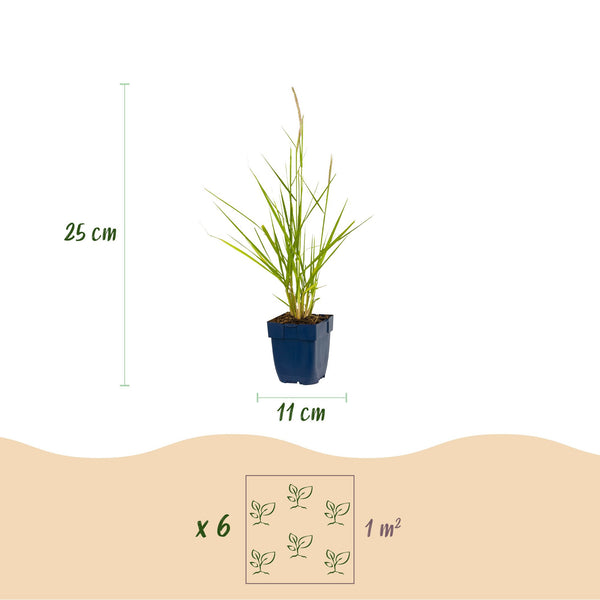 Lampenputzergras ‚Fairy Tales' – Pennisetum orientale – Ansicht 3