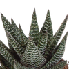 Sukkulenten-Set „Gasteria & Haworthia-Mix" – Gasterien und Haworthien – Ansicht 6