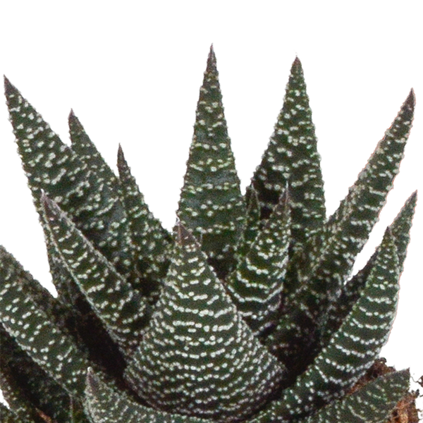 Sukkulenten-Set „Gasteria & Haworthia-Mix" – Gasterien und Haworthien – Ansicht 6