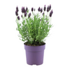 Schopflavendel ‚Anouk' – Lavandula stoechas – Ansicht 2
