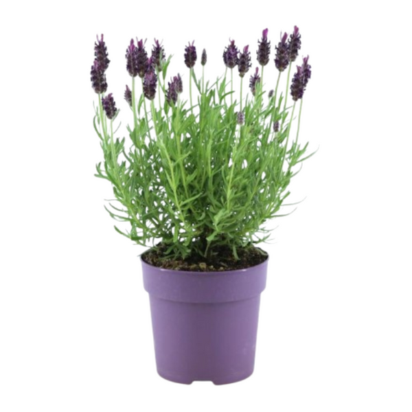 Schopflavendel ‚Anouk' – Lavandula stoechas – Ansicht 2