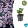 Ageratum-Aster ‚Stardust' – Aster ageratoides – 6 Stück